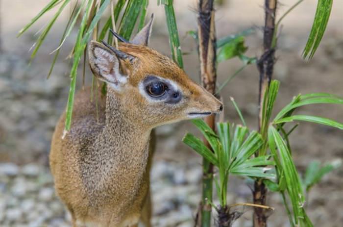 Dik Diks