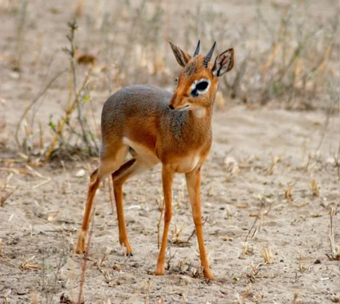 Dik Diks