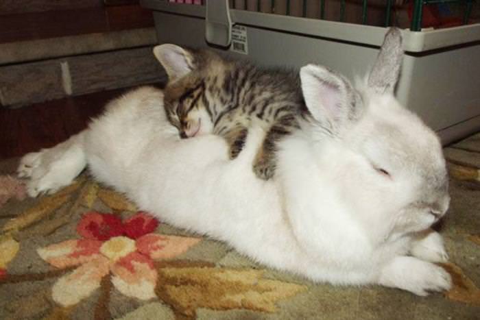 Unlikely Pairs of Animals Napping Together