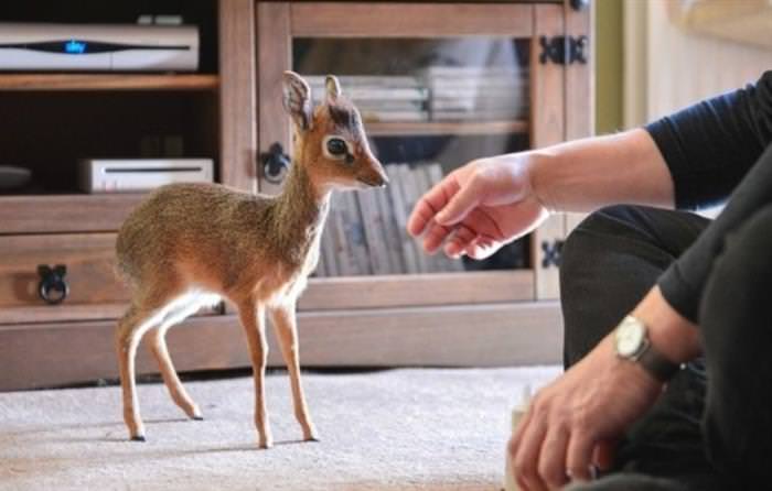 Dik Diks