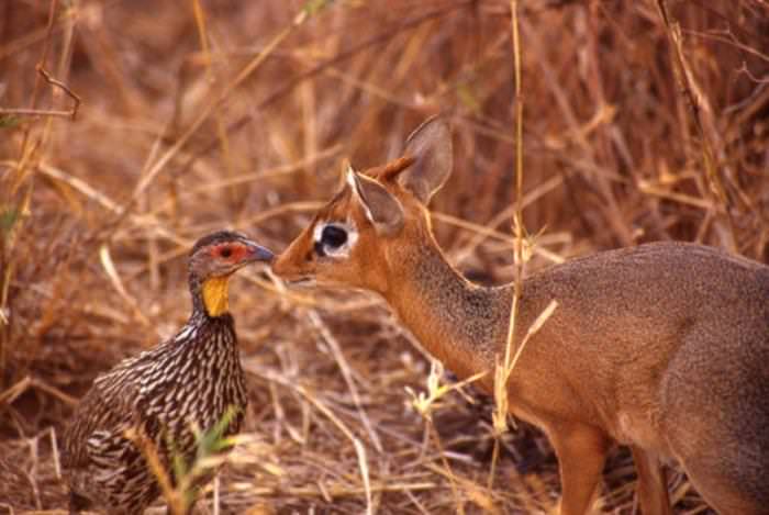 Dik Diks