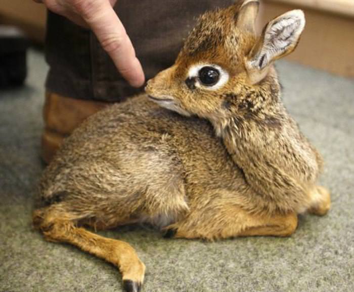 Dik Diks