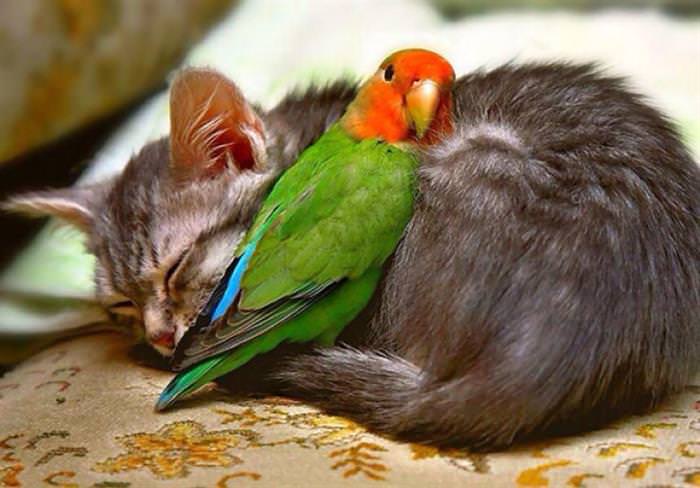 animals co-sleeping