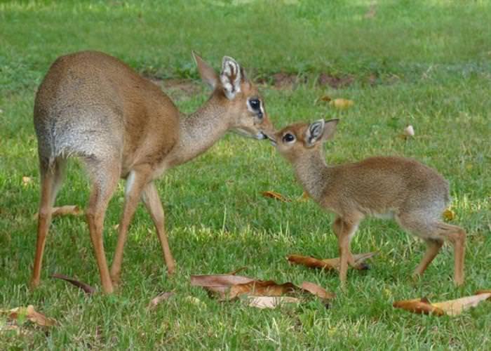 Dik Diks