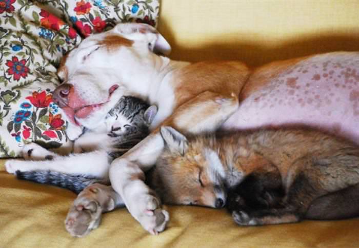 animals co-sleeping