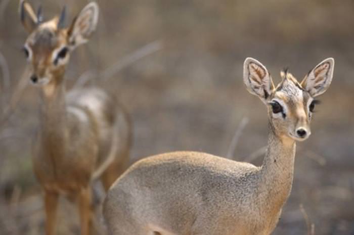 Dik Diks