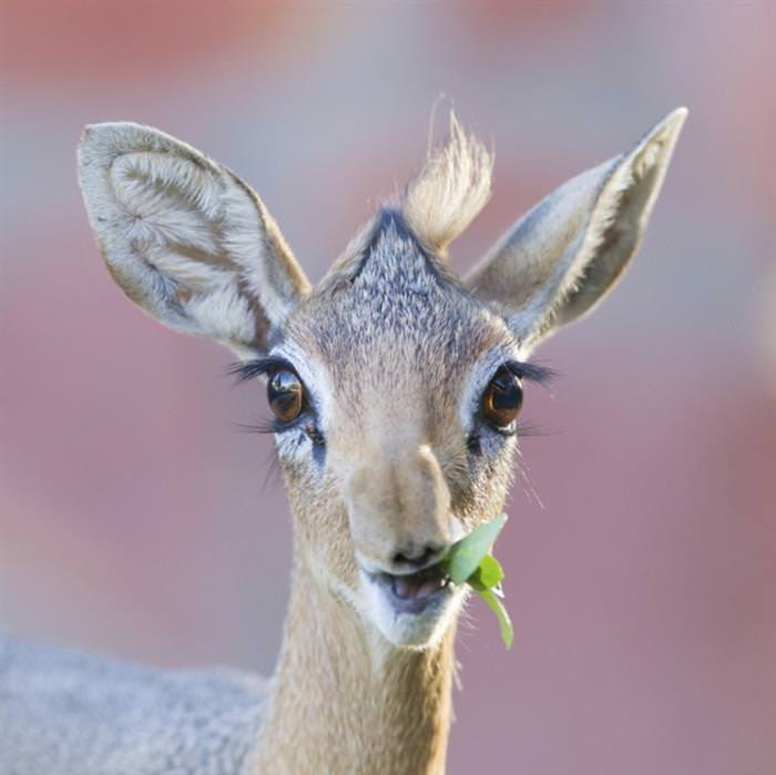 Dik Diks