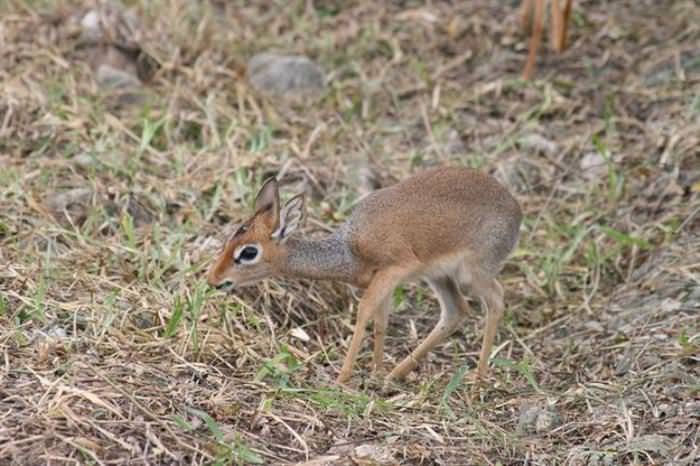 Dik Diks