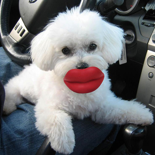 Hilarious dog photos