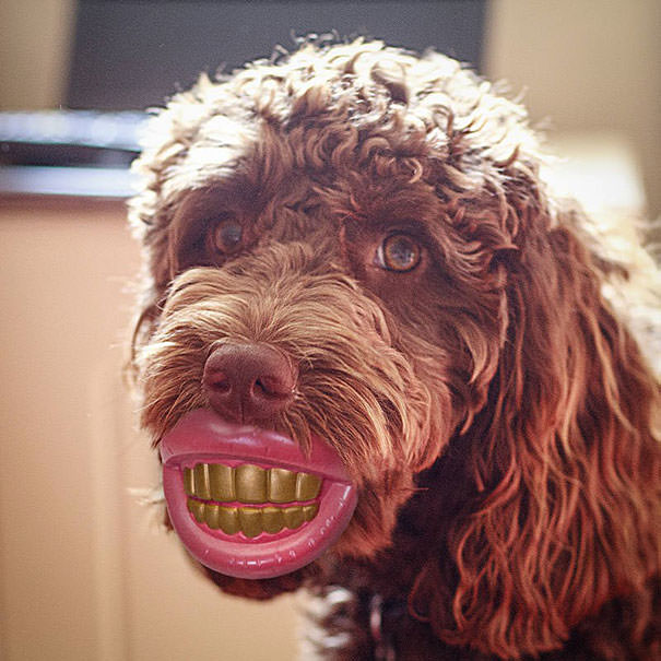 Hilarious dog photos
