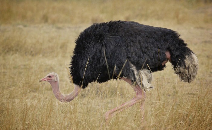 Largest Organisms