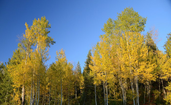 Largest Organisms