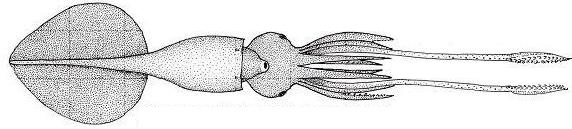 Largest Organisms