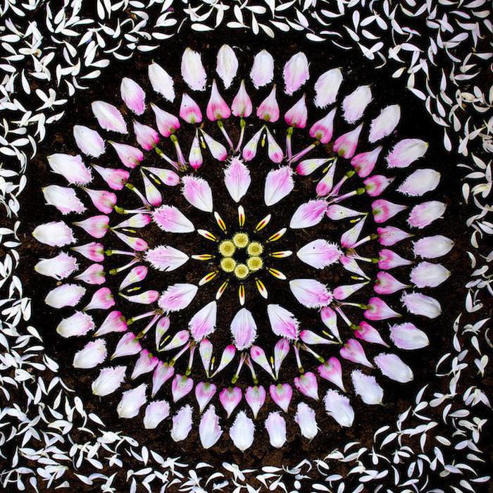 flower petal mandalas