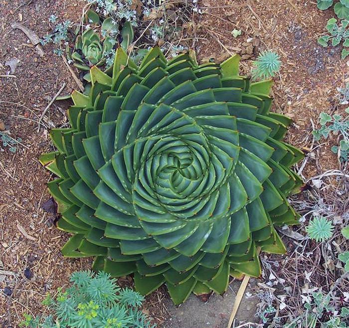 plant geometry