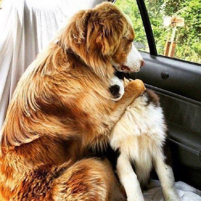 dog best friends