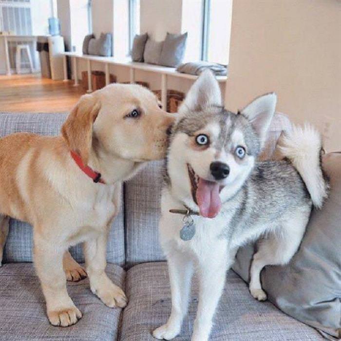 dog best friends