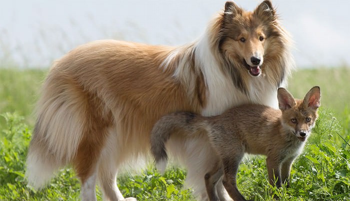 Dog&Fox