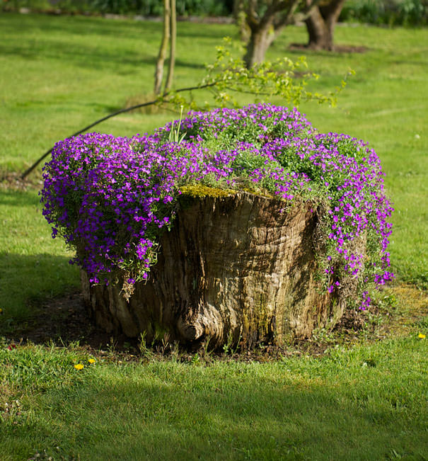 purple tree stump