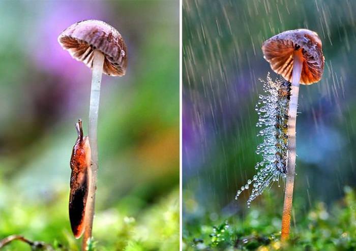 natural umbrelllas