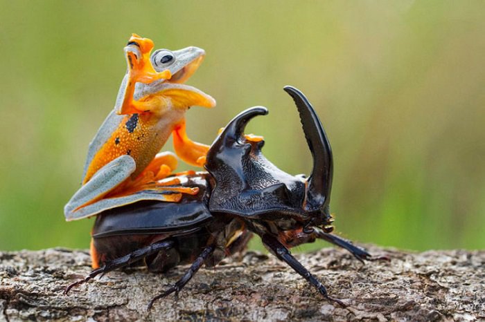 animals riding other animals