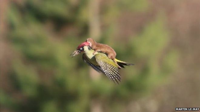 animals riding other animals