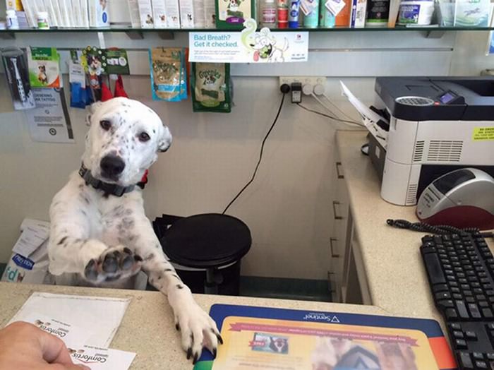 dogs at the office