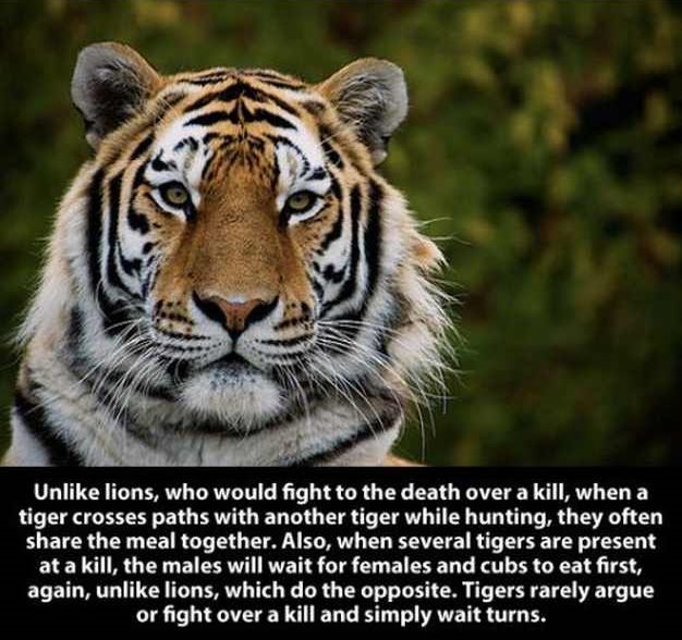 Tiger facts