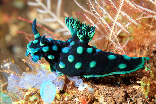 unusual sea animals