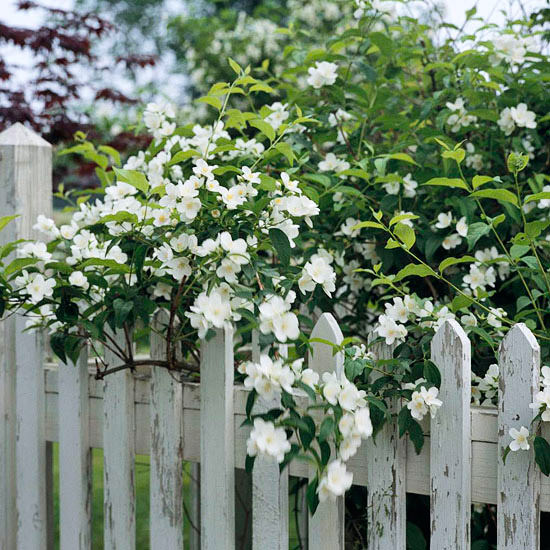 The Most Beautiful Spring-Flowing Shrubs