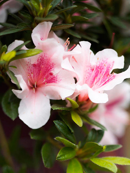 The Most Beautiful Spring-Flowing Shrubs