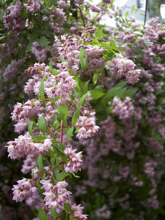 The Most Beautiful Spring-Flowing Shrubs