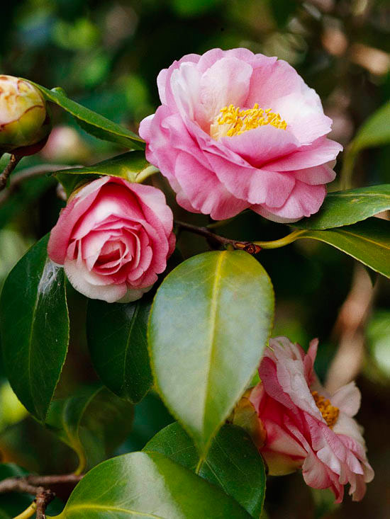 The Most Beautiful Spring-Flowing Shrubs