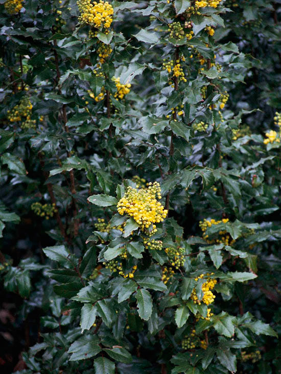 The Most Beautiful Spring-Flowing Shrubs