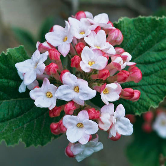 The Most Beautiful Spring-Flowing Shrubs