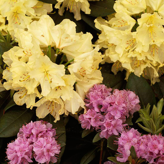 The Most Beautiful Spring-Flowing Shrubs