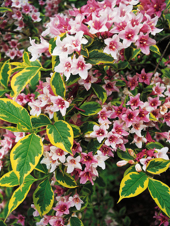 The Most Beautiful Spring-Flowing Shrubs