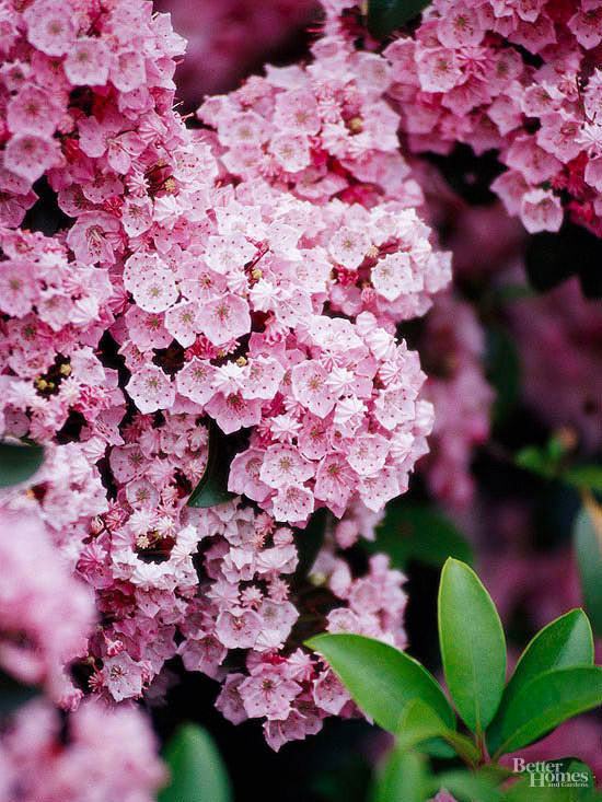 The Most Beautiful Spring-Flowing Shrubs