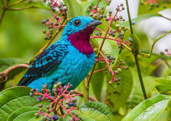 BabaMail -20 of the most colorful bird in the world