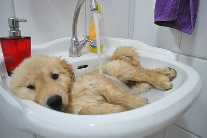 animal bath time