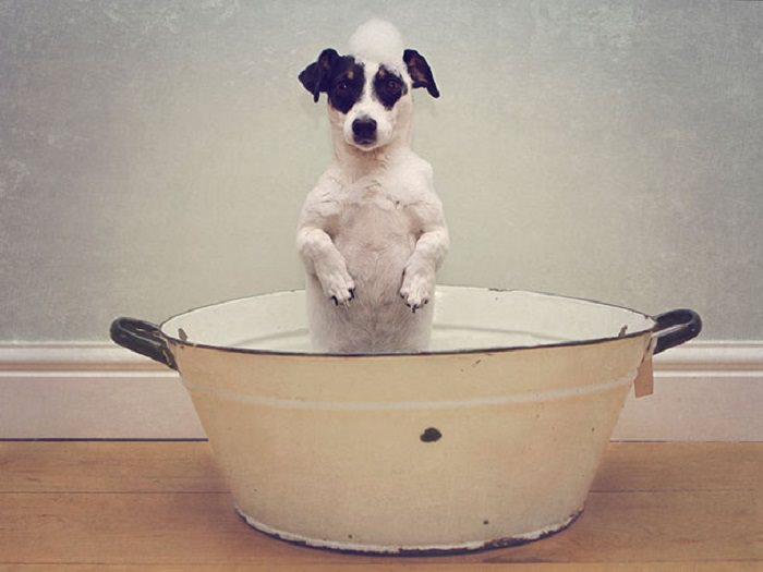 animal bath time