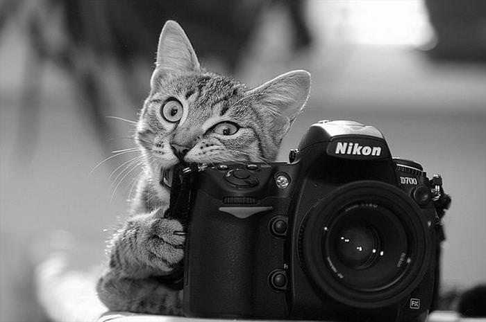 animal photographers