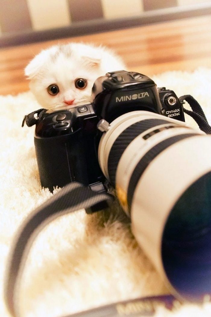 animal photographers
