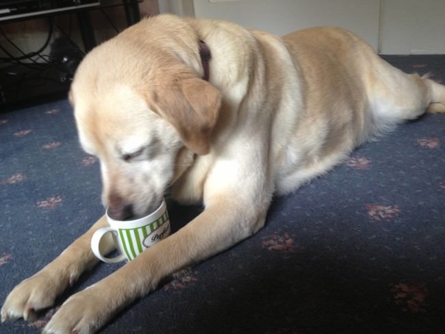 22 adorable pets caught being naughty