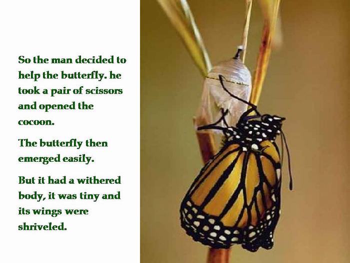 butterfly inspiring story