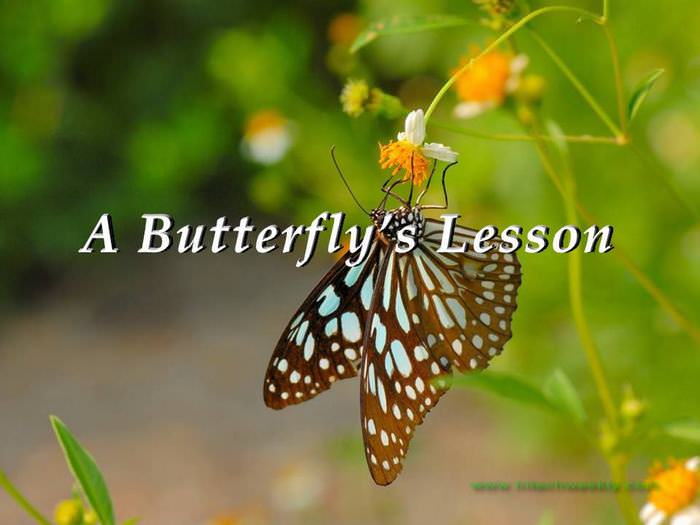butterfly inspiring story