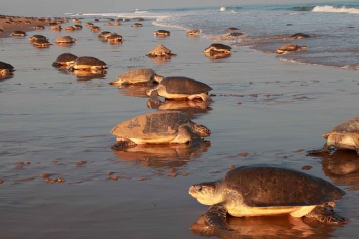 Unusual Beaches