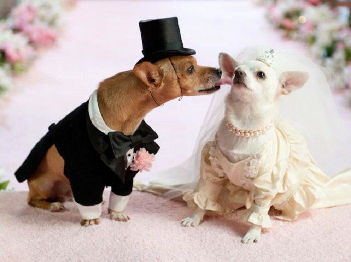 Adorable pets in bridal wear