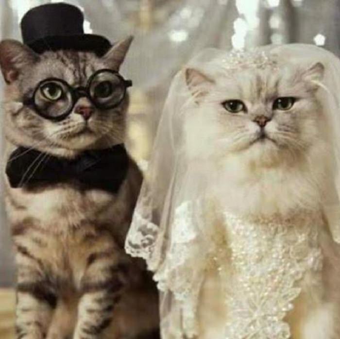 Adorable pets in bridal wear