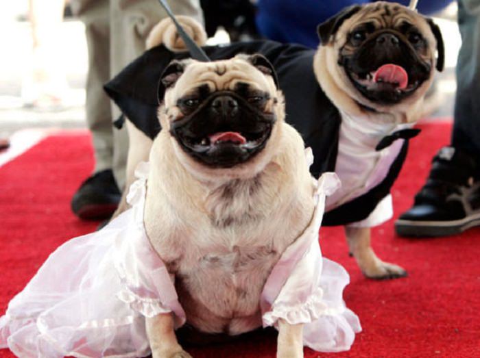 Adorable pets in bridal wear